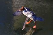 grote zaagbek (Mergus merganser) 2-2021 6301